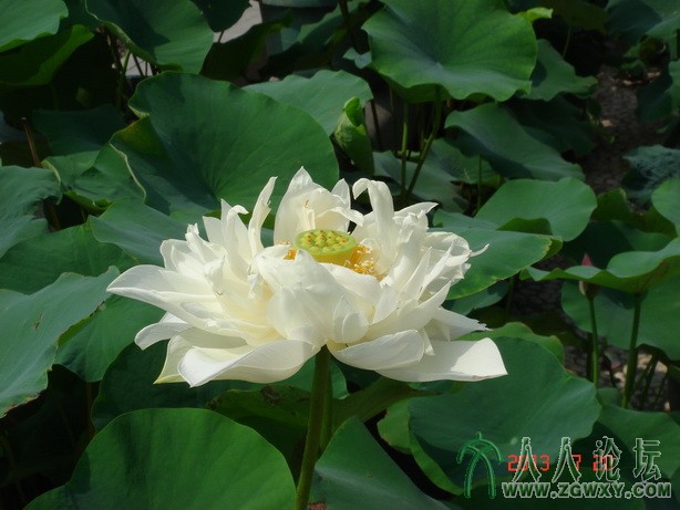 崔恩生 cuisnsheng@126.com 2.JPG