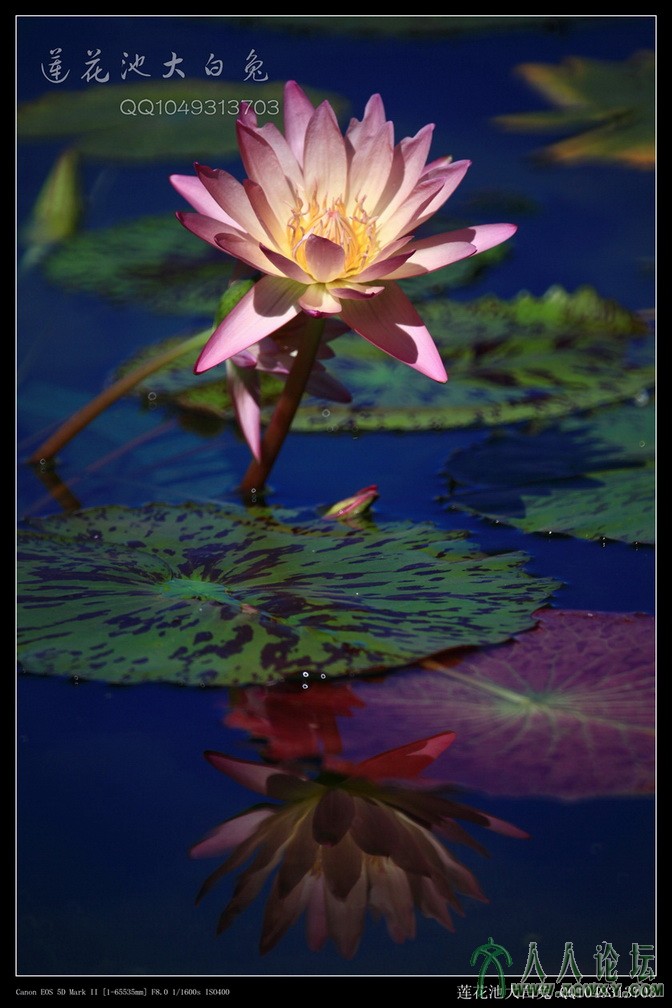 大白兔 1049313703@qq.com 1.jpg