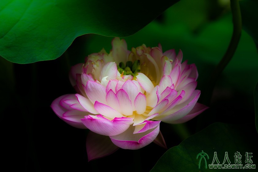 蝶 1257776785@qq.com 2.jpg