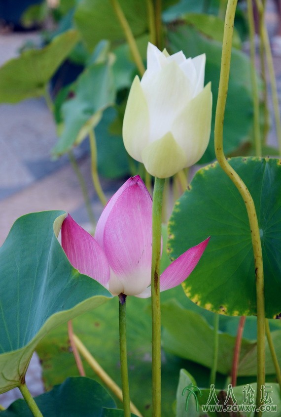 恶魔蓝 778515767@qq.com 4.jpg