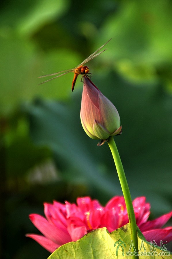 李贺祥tslhx1949@126.com 3.JPG