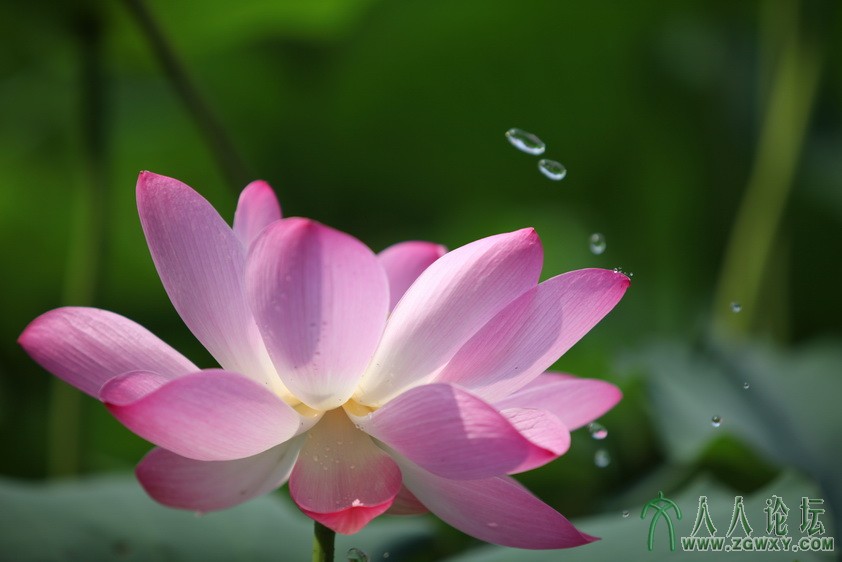 米奇老鼠！ 李京华66427464@qq.com 1.JPG