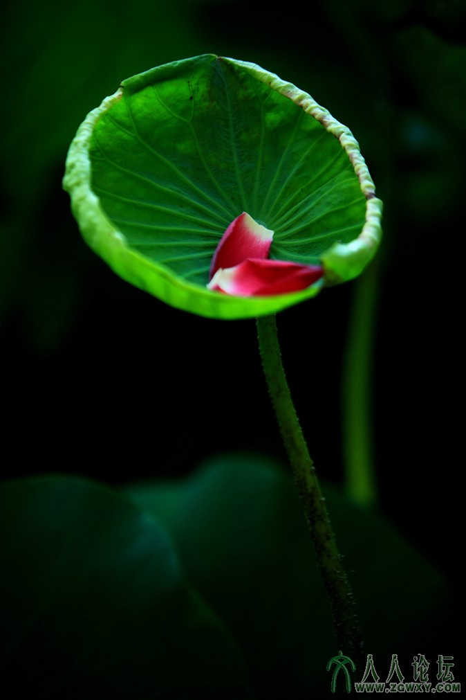 落花 李金涛18510816085.JPG