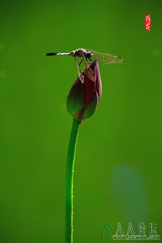 蜻蜓与荷 李金涛18510816085.jpg