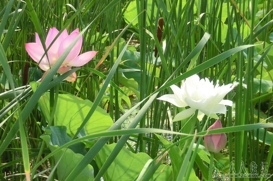 如鱼得水  1361636324丛中姊妹花.JPG