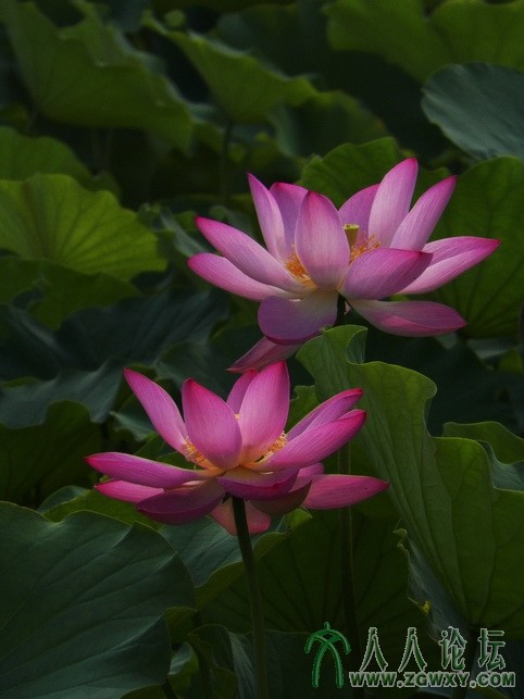 fangjie1226@sina.com 1.JPG