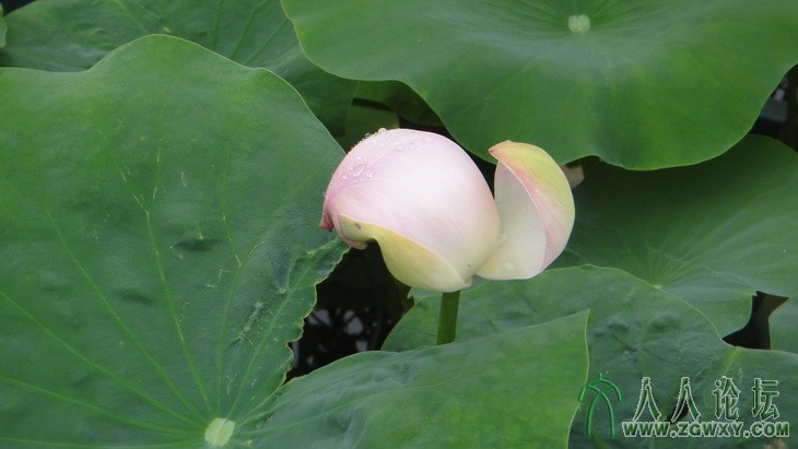 mxmtiger@sina.com 2.JPG