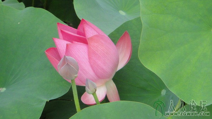 mxmtiger@sina.com 1.JPG