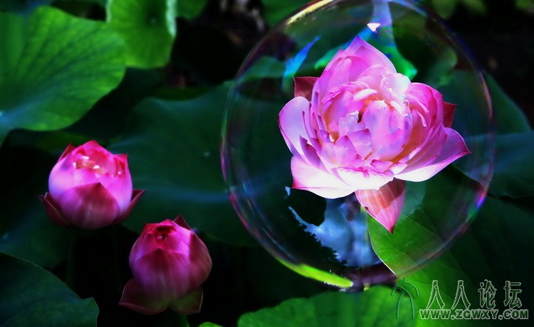 晶屋藏娇 双卫守护（庄素贞）.jpg