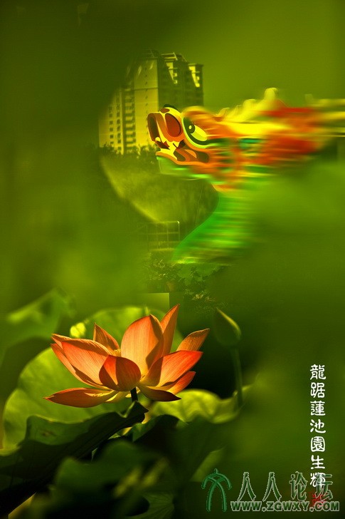 龙踞莲池园生辉（多次曝光）A_缩小大小.jpg