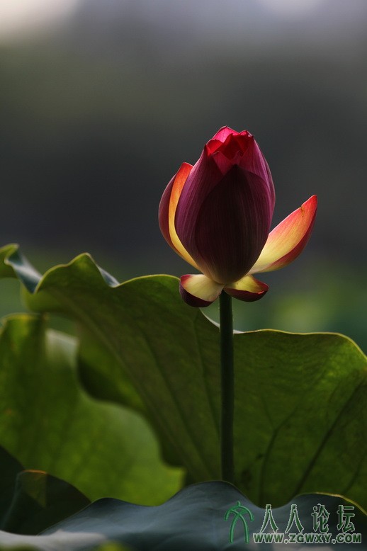 2013-7-31 飞翔.JPG