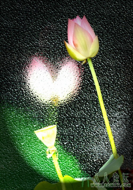 组照：荷花韵 (3).jpg