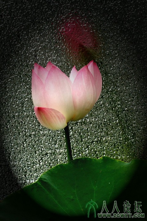 组照：荷花韵 (1).JPG