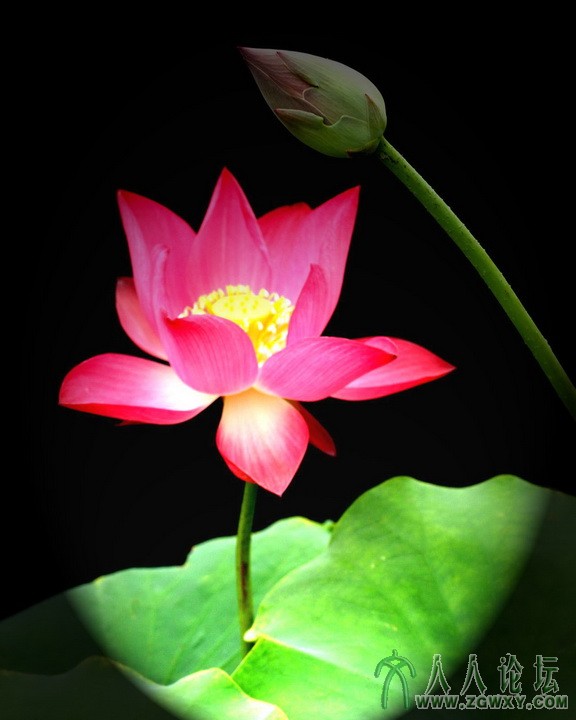 组照：荷花韵 (2).JPG