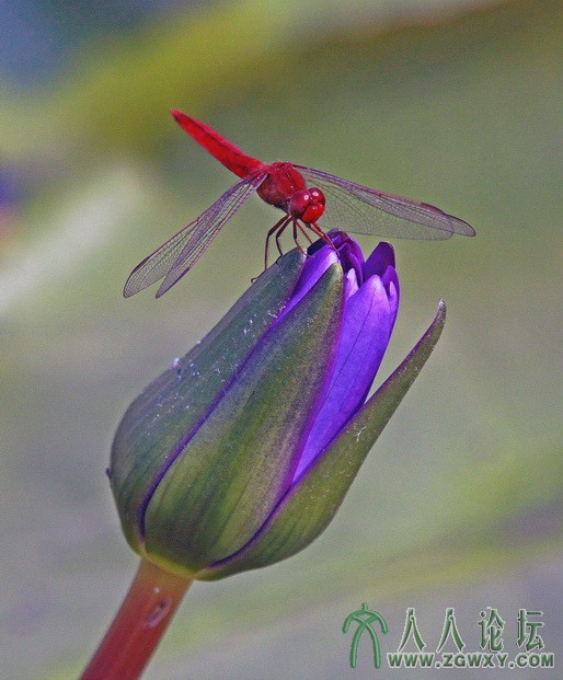 蜻蜓睡莲；作者：杨仕华.jpg