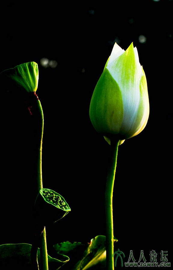 3）D90 作者： 龙建华.jpg