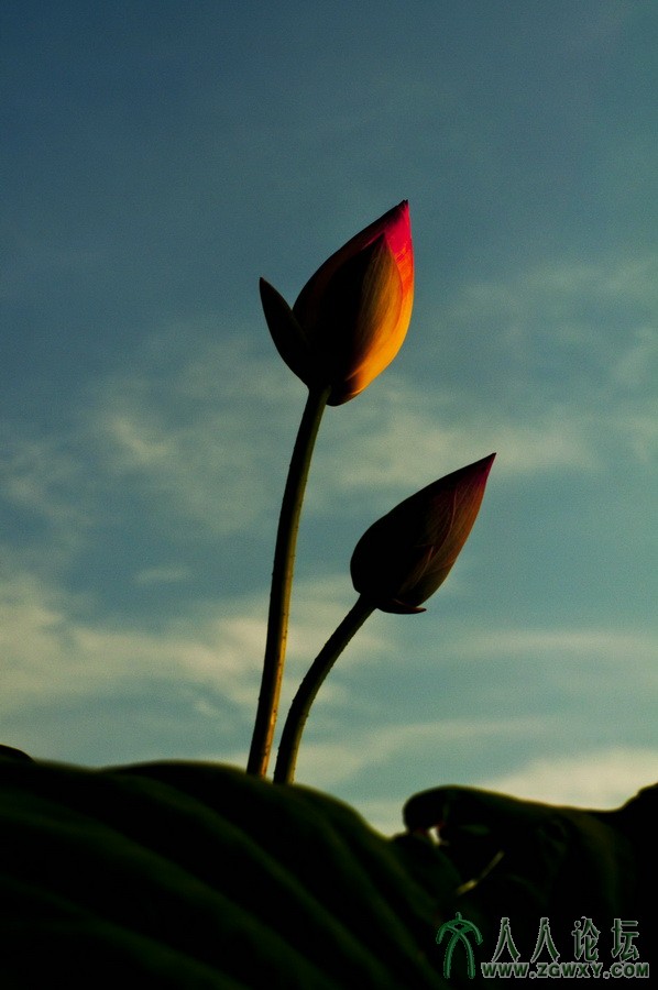 1）D90 作者： 龙建华.jpg