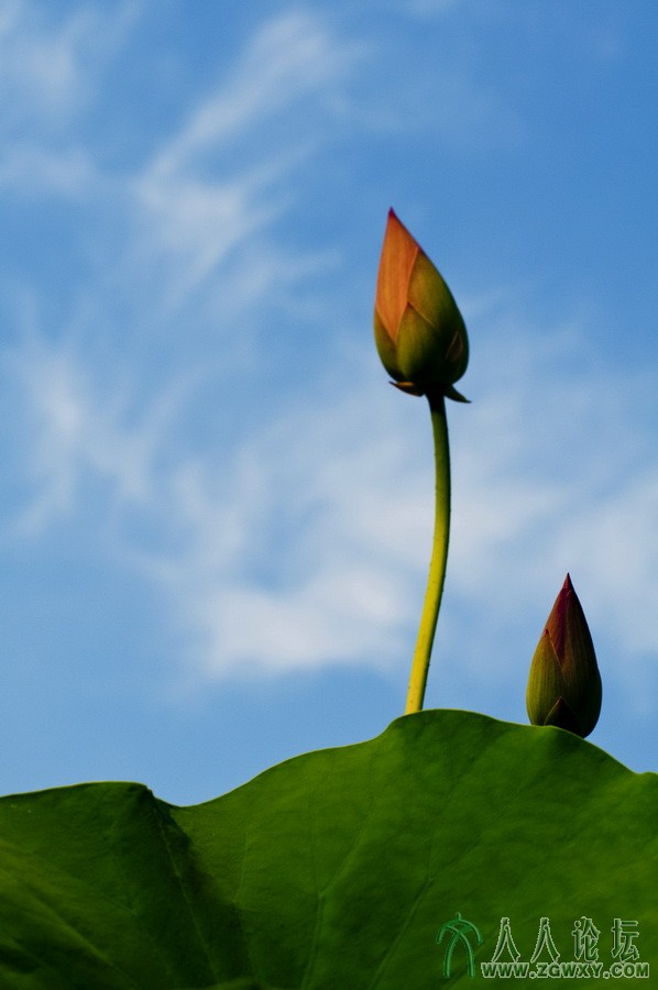 2） D90 作者： 龙建华.jpg