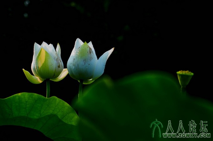 4）D90 作者： 龙建华.jpg