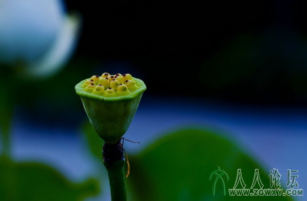 5）D90 作者： 龙建华.jpg