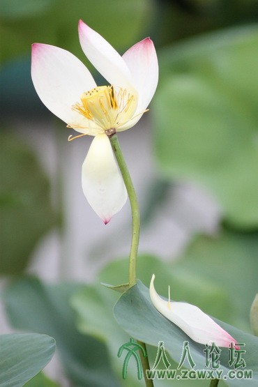 花谢育子_2693 .JPG