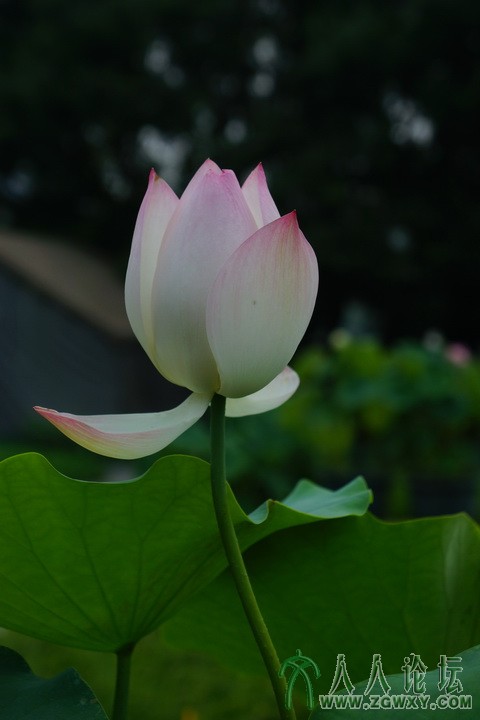 刘秀先 迎宾.JPG