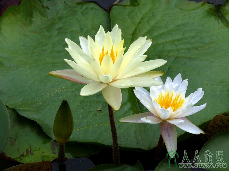 九天香莲组照（3）-白莲花黄莲花清爽散幽香.JPG