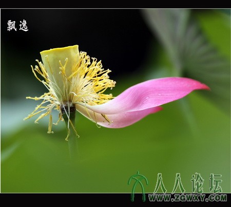 残荷趣之二  李瑞廷13681234826.jpg