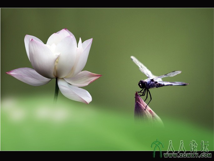 荷塘精灵之一   李瑞廷13681234826.jpg