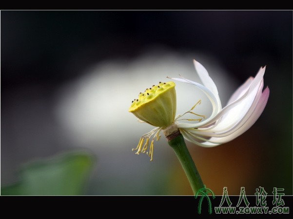 向往  李瑞廷13681234826.jpg