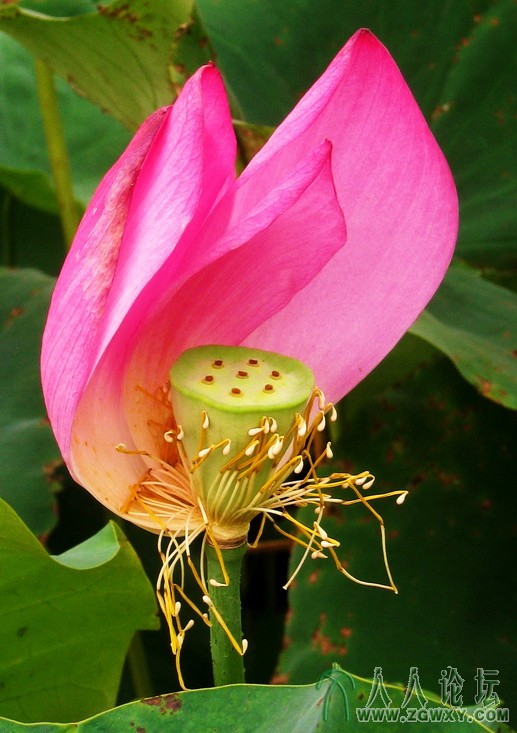 最后的呵护 拍后几分钟花瓣就刁谢了.JPG