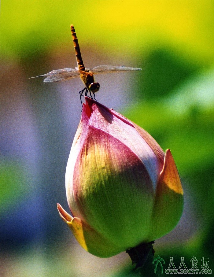 蜻蜓点荷(胡时芳摄)13701222645.jpg