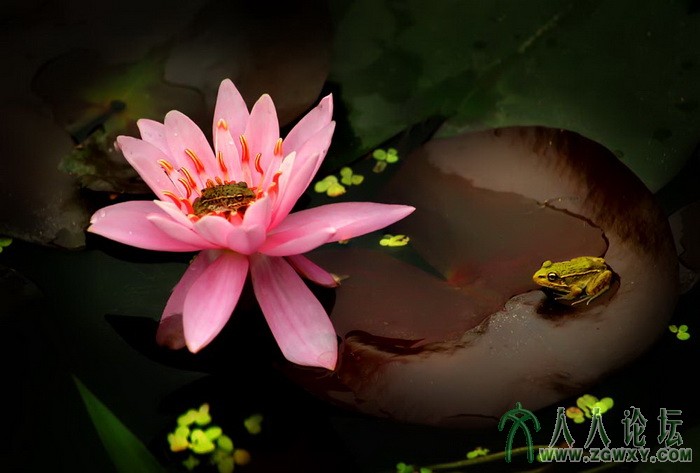 睡莲蛙趣（组照3）（胡时芳摄）13701222645.jpg
