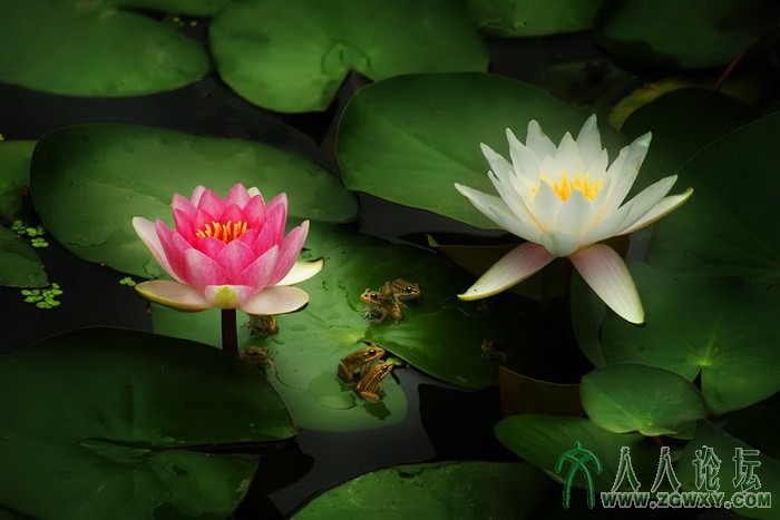 睡莲蛙趣（组照2）（胡时芳摄）13701222645.jpg