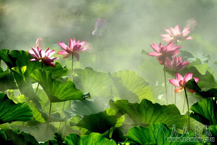 雾罩荷塘(胡时芳摄）1370222645.jpg
