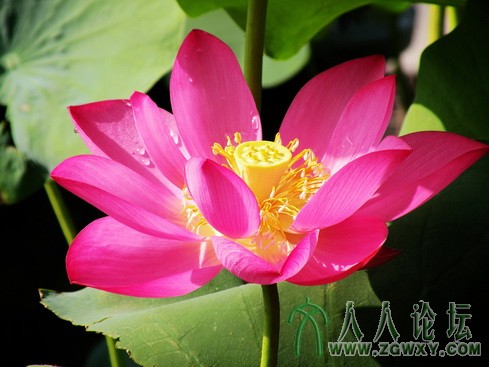 2013-08-05-荷花 134_副本.jpg