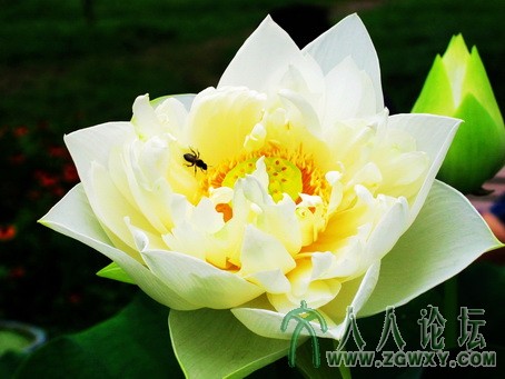 09-06-17-莲花 026_副本.jpg