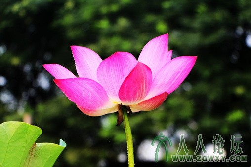 2013-07-22-莲花池-荷 118_副本.jpg