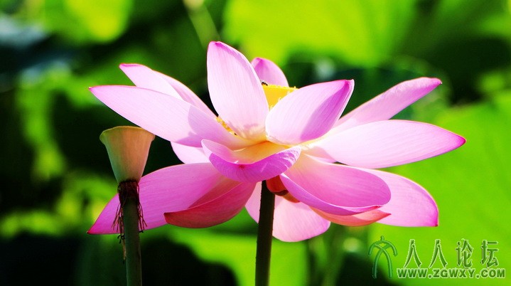 2013-08-03-高峰摄-荷花 177.jpg