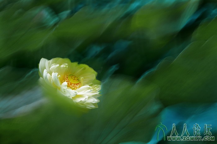 荷韵（摄影：董致霞） (1).jpg