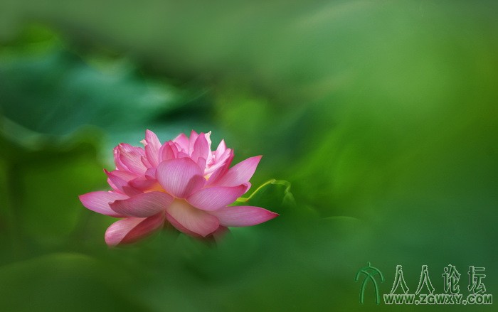 荷韵（摄影：董致霞） (7).jpg