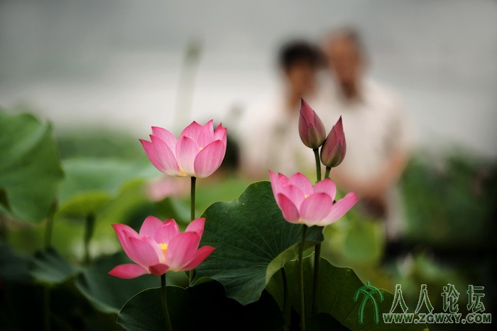 荷韵（摄影：董致霞） (14).jpg