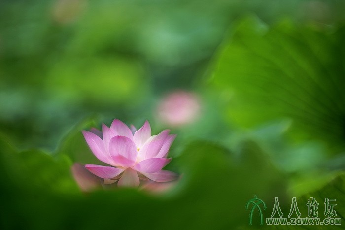 荷韵（摄影：董致霞） (13).jpg