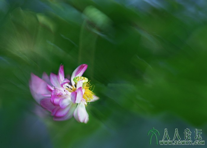 荷韵（摄影：董致霞） (20).jpg