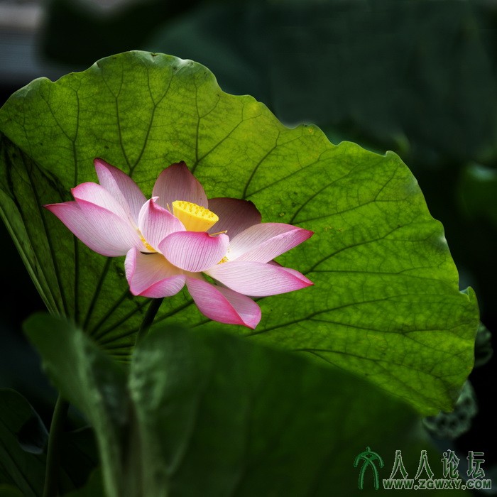 荷韵（摄影：董致霞） (16).jpg