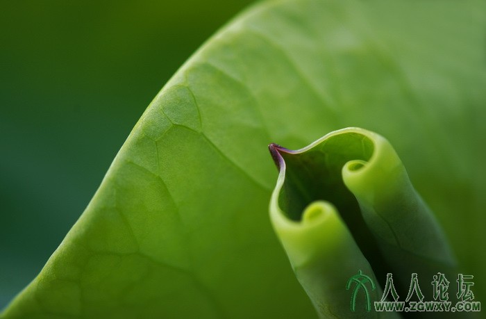 荷韵（摄影：董致霞） (17).jpg