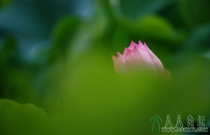 荷韵（摄影：董致霞） (18).jpg