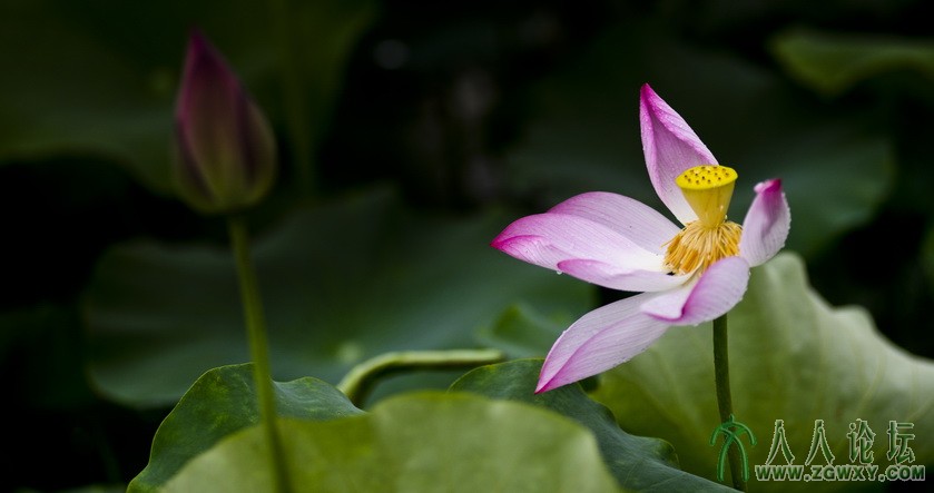 荷  刘寿纯13033029295.JPG