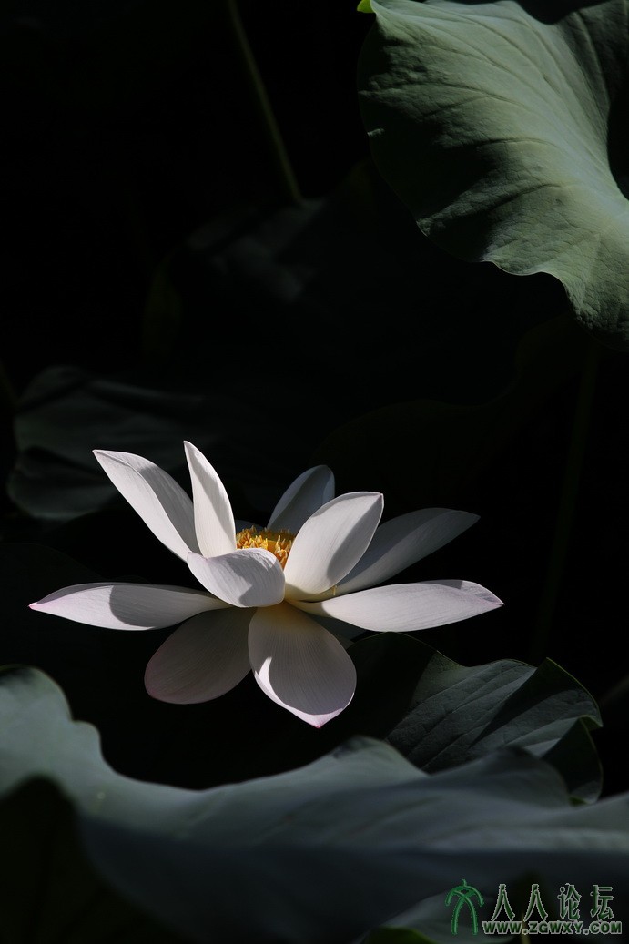 荷塘清韵  小莉莉.JPG