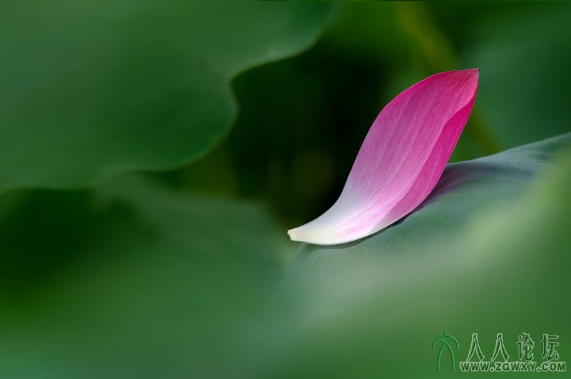 落红 六月梅35964688@qq.com.jpg